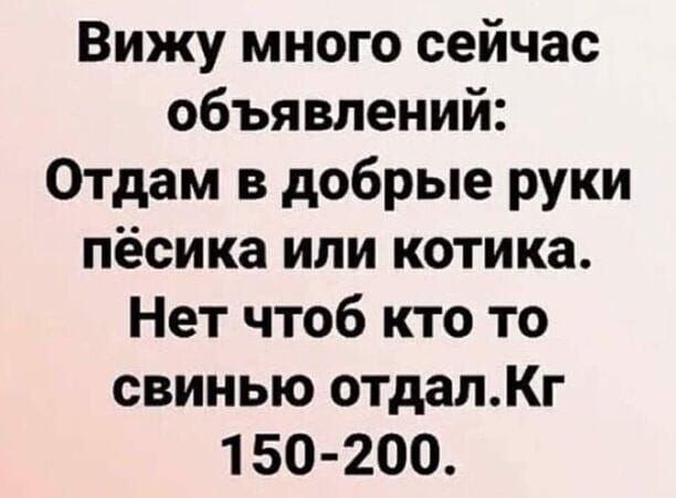 Вижу много сейчас объявлений Отдам в добрые руки пёсика или котика Нет чтоб кто то свинью отдалКг 150 200