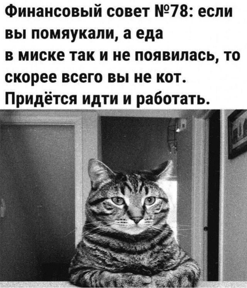 Финансовый совет 78 если вы помяукали а еда в миске так и не появилась то скорее всего вы не кот Придётся идти и работать