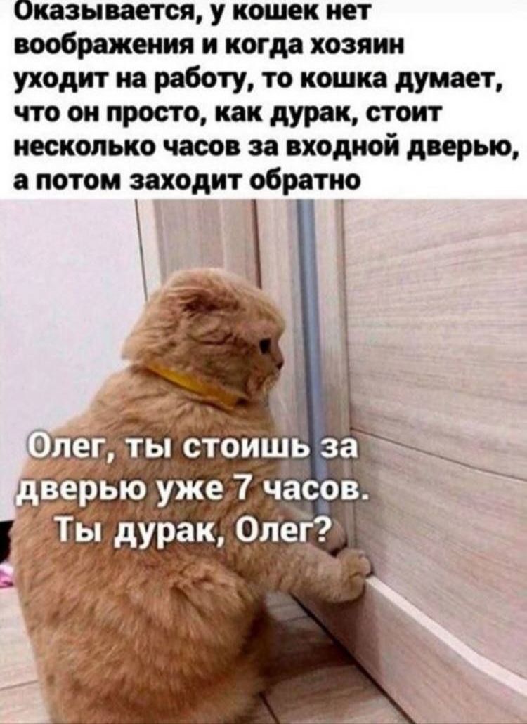 Оказывается у кошек нет воображения и когд хозяин уходит но роботу то кошкя думи г что он просто как дури стоит несколько часов за входной дверью потом заходит обратно