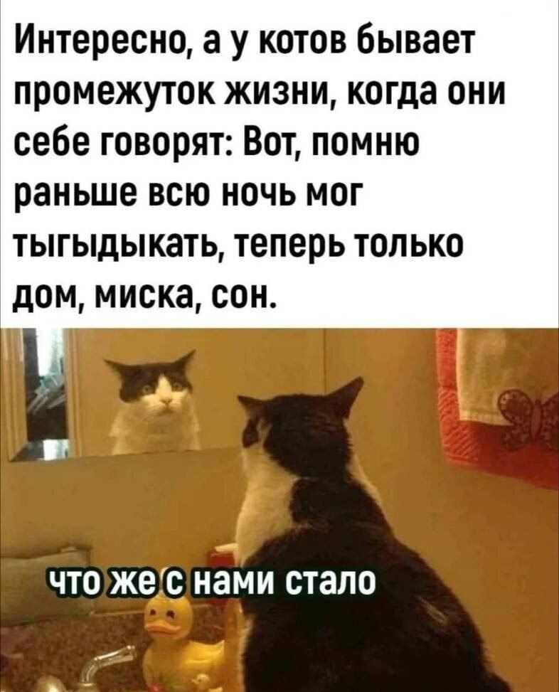 Интересно а у котов бывает промежуток жизни когда они себе говорят Вот помню раньше всю ночь мог тыгыдыкать теперь только дом миска сон чтожес нами стало