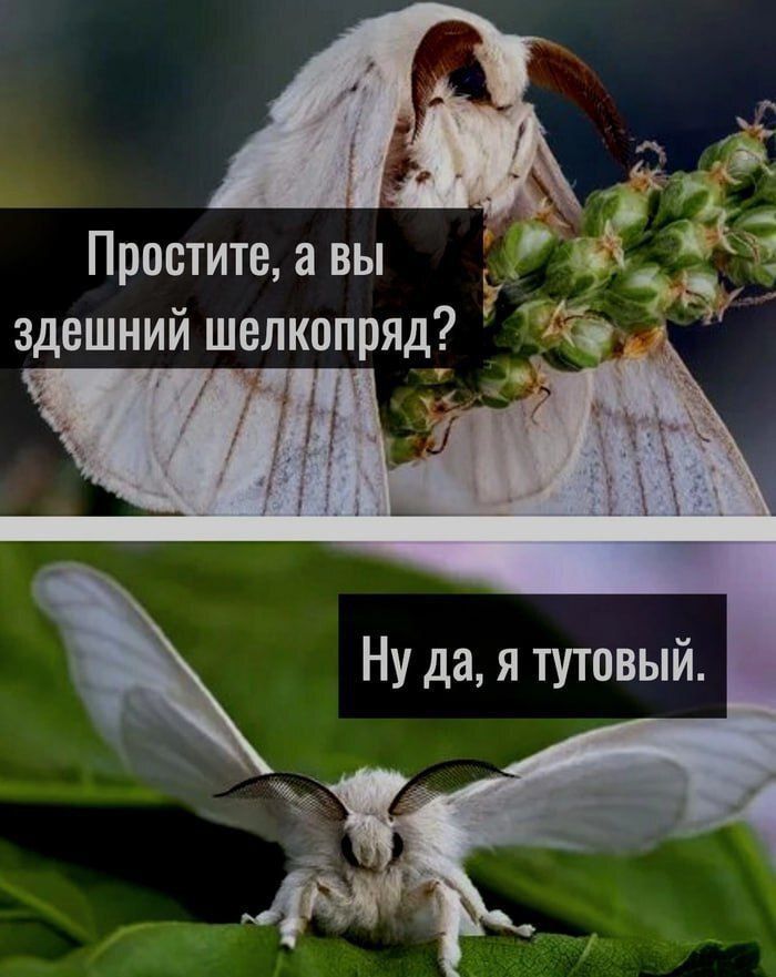 Простите а вы здешний шелкопряд У н