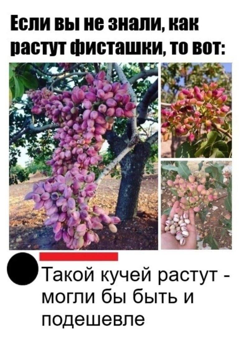 Если вы не знали как растут ФИБТЗШВИ то вот Такой кучей растут могли бы быть и подешевле