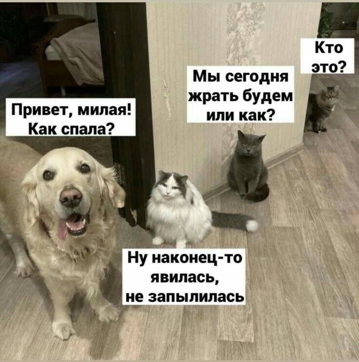 Мы сегодня Привет милая третЬ буем или как Как спала Ну наконец то явилась не запылилась