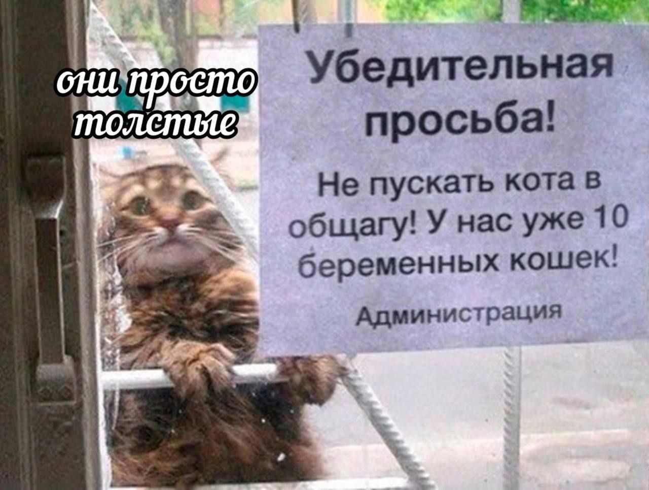 уК й Убедительная просьба Не пускать кота в общагу У нас уже 10 беременных кошек Администрация