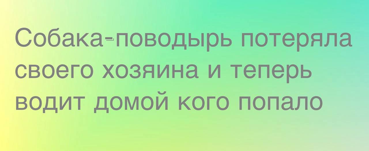 Собака поводырь потеряла своего хозяина и теперь водит домой кого попало