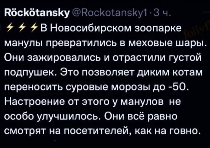 КбсКбап5Ку ВоскоапзКу З ч В Новосибирском зоопарке манулы превратились в меховые шары Они зажировались и отрастили густой подпушек Это позволяет диким котам переносить суровые морозы до 50 Настроение от этого у манулов не особо улучшилось Они всё равно смотрят на посетителей как на говно