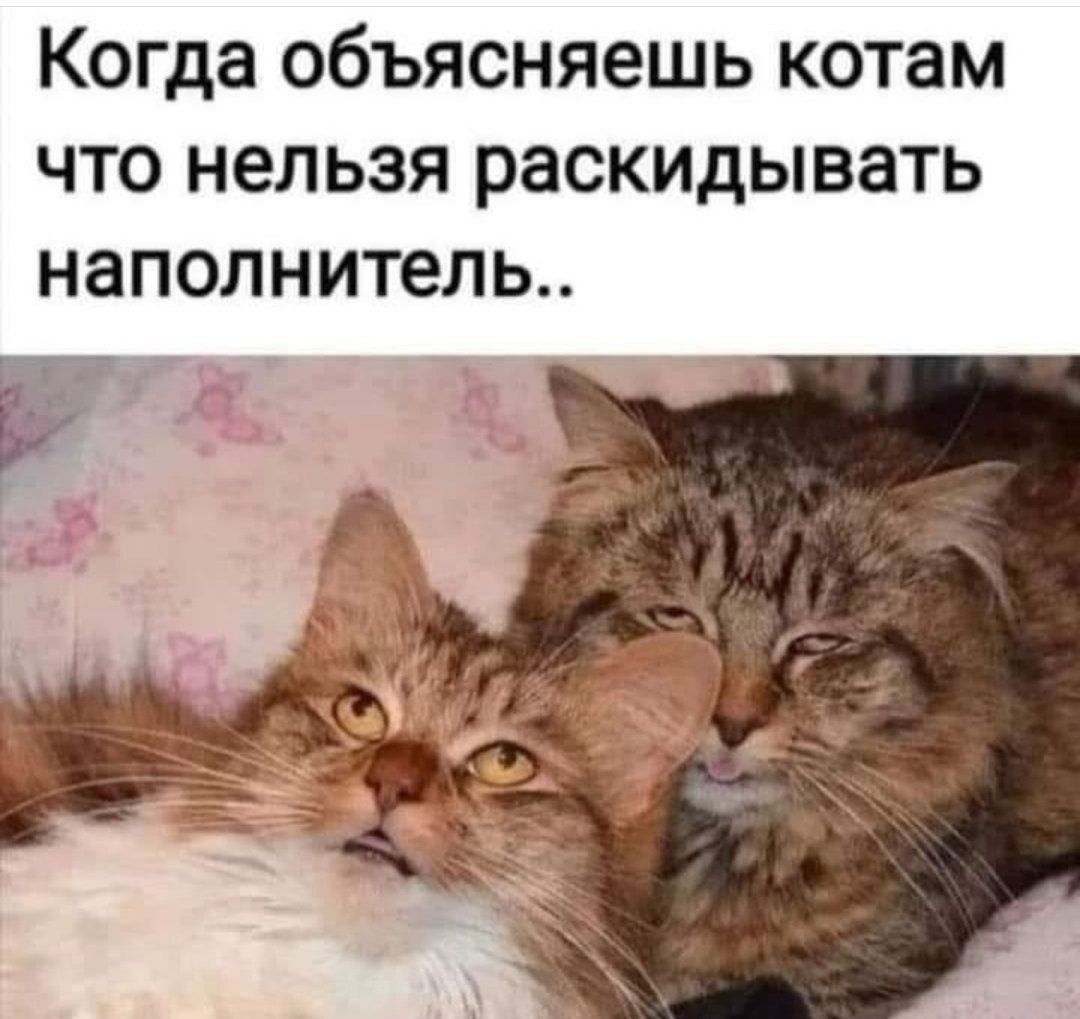 Когда объясняешь котам что нельзя раскидывать наполнитель