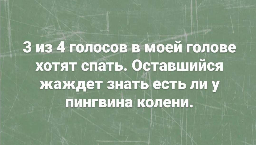 З из 4 голосов в моей голове хотят спать Оставшийся жаждет знать есть ли у пингвина колени