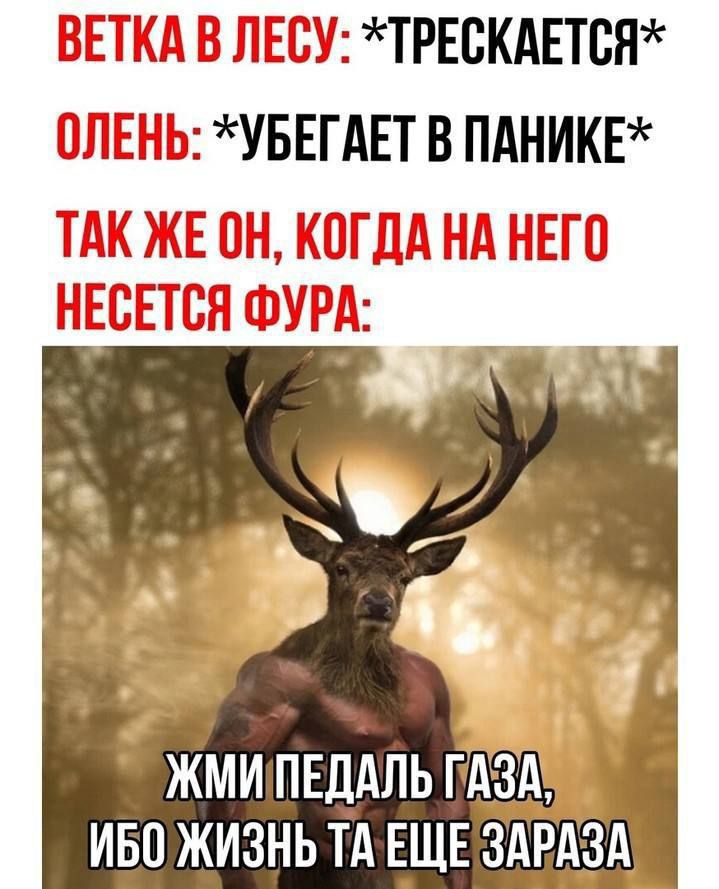 Ветка в лесу: трескается олень: убегает в панике  жмипедаль газа? Ибо жизнь та еще зараза!