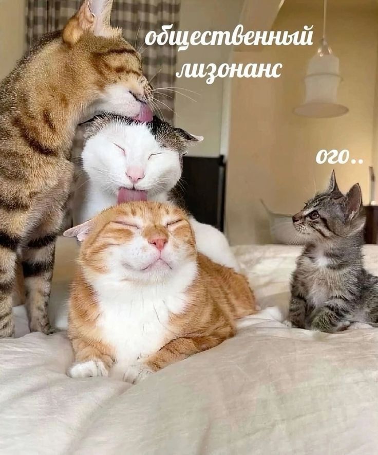 общественный лизонанс.
ого..
