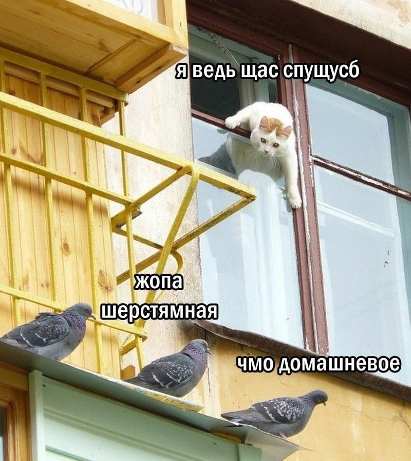 я ведь щас спущусь
жопа шерстяная
чмо домашнее
