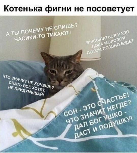 Котёнка фигни не посоветует
А ты почему не спишь? Часики-то тикают!
Высыпаться надо, пока молодо, потом поздно будет
Что значит не хочешь? Спать все хотят, не придумывай!
Сон – это счастье!
Что значит негде? Дал бог ухо – даст и подушку!