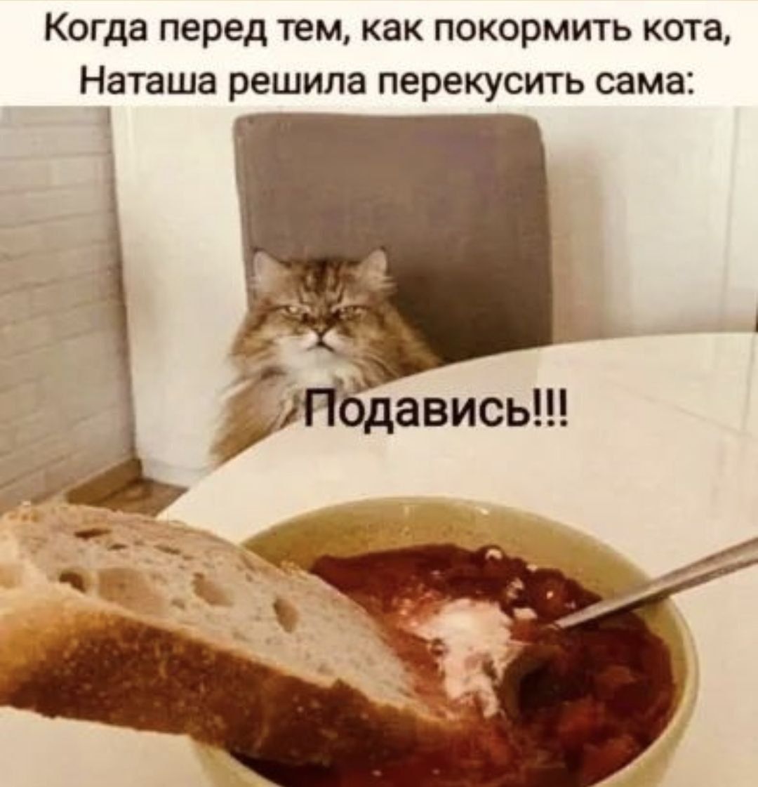 Когда перед тем, как покормить кота, Наташа решила перекусить сама: Подавись!!!