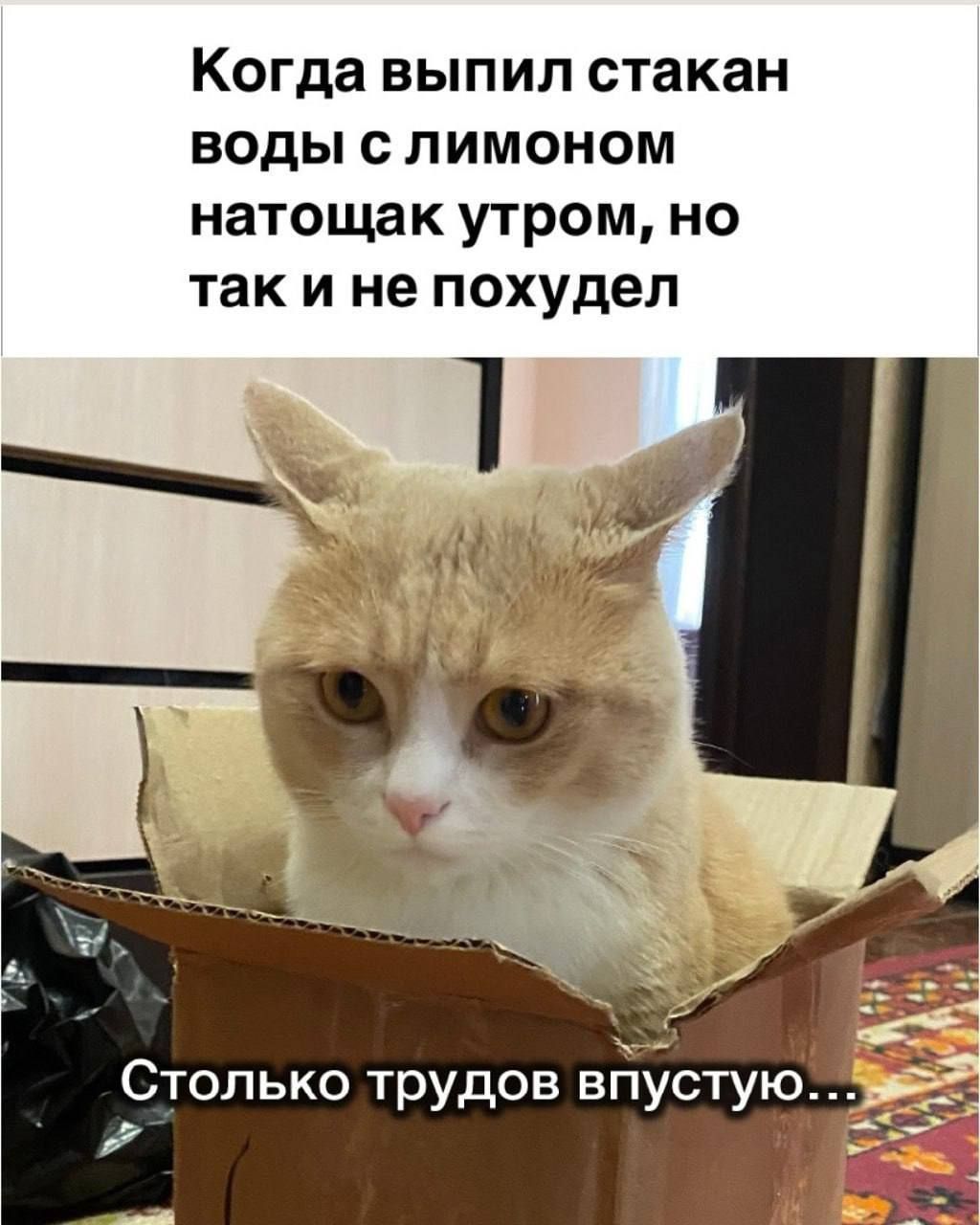 Когда выпил стакан воды с лимоном натощак утром, но так и не похудел
Столько трудов впустую...
