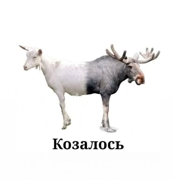 Козалось