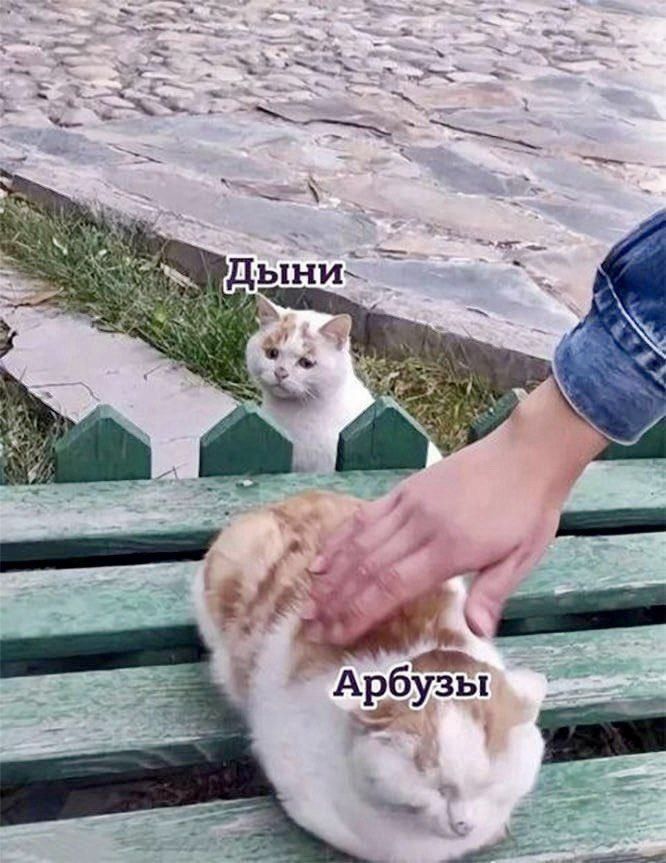 Дыни
Арбузы