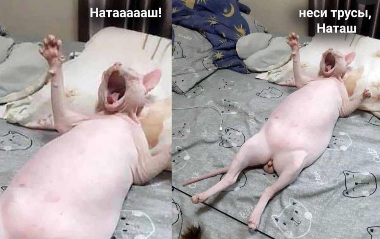Натаааааш! неси трусы, Натащ