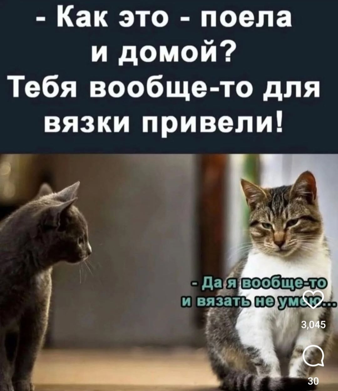 - Как это - поела и домой? Тебя вообще-то для вязки привели! - Да я вообще-то и вязать не умею...