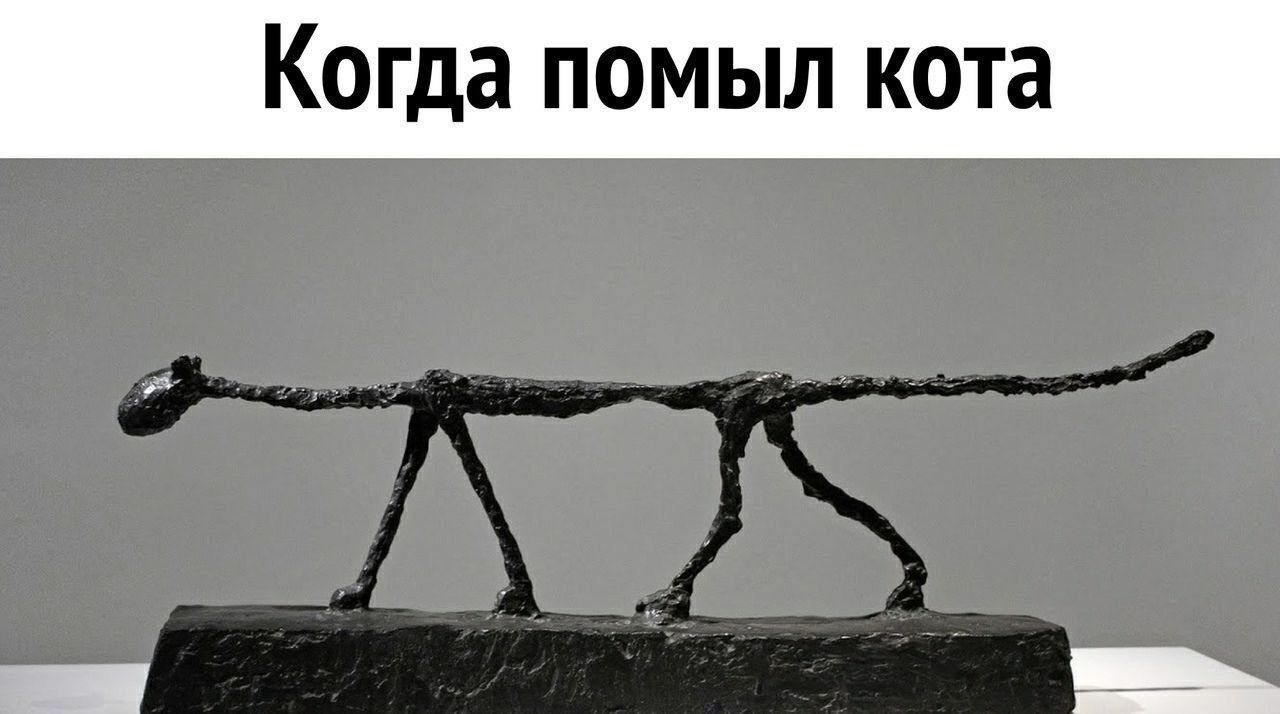 Когда помыл кота