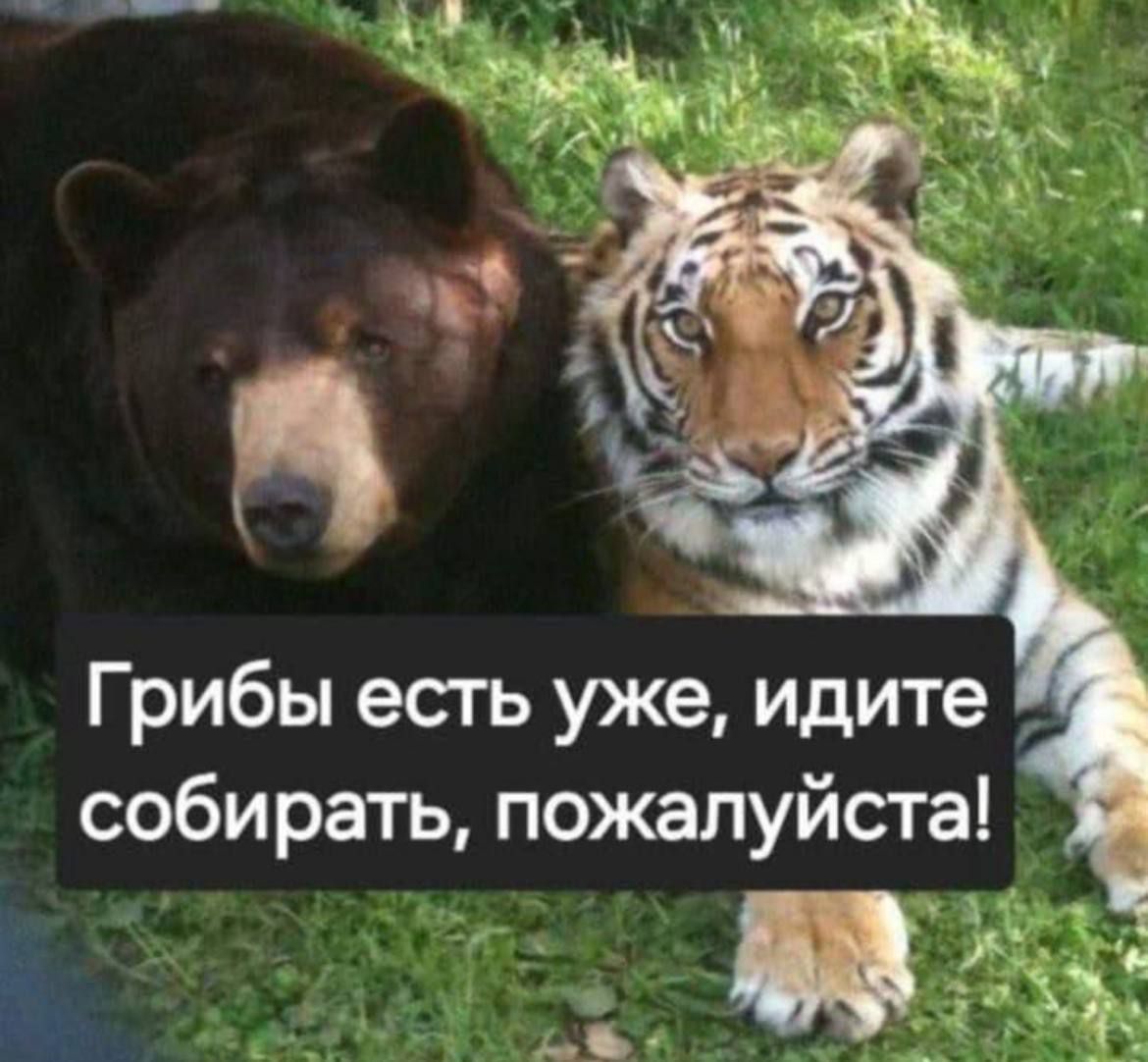 Грибы есть уже, идите собирать, пожалуйста!