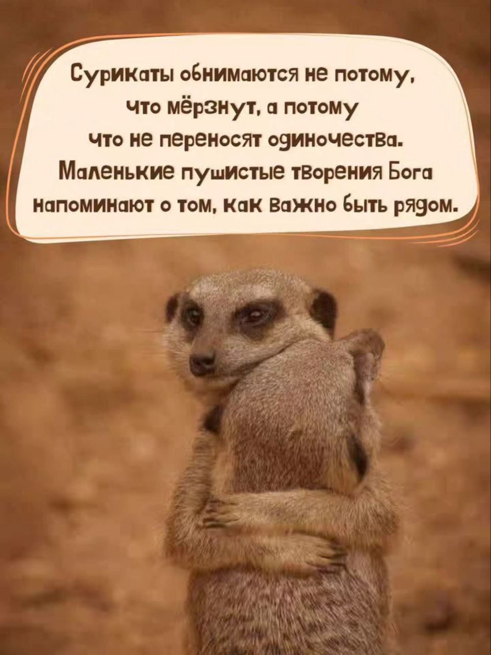 Сурикаты обнимаются не потому, что мёрзнут, а потому что не переносят одиночества. Маленькие пушистые творения Бога напоминают о том, как важно быть рядом.