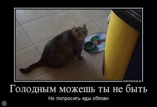 Голодным можешь ты не быть
Но попросить еды обязан