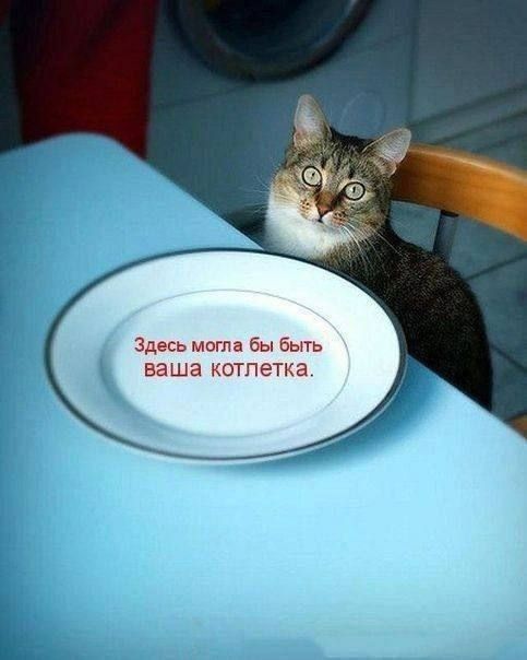 Здесь могла бы быть ваша котлетка.