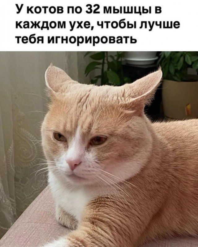 У котов по 32 мышцы в каждом ухе, чтобы лучше тебя игнорировать