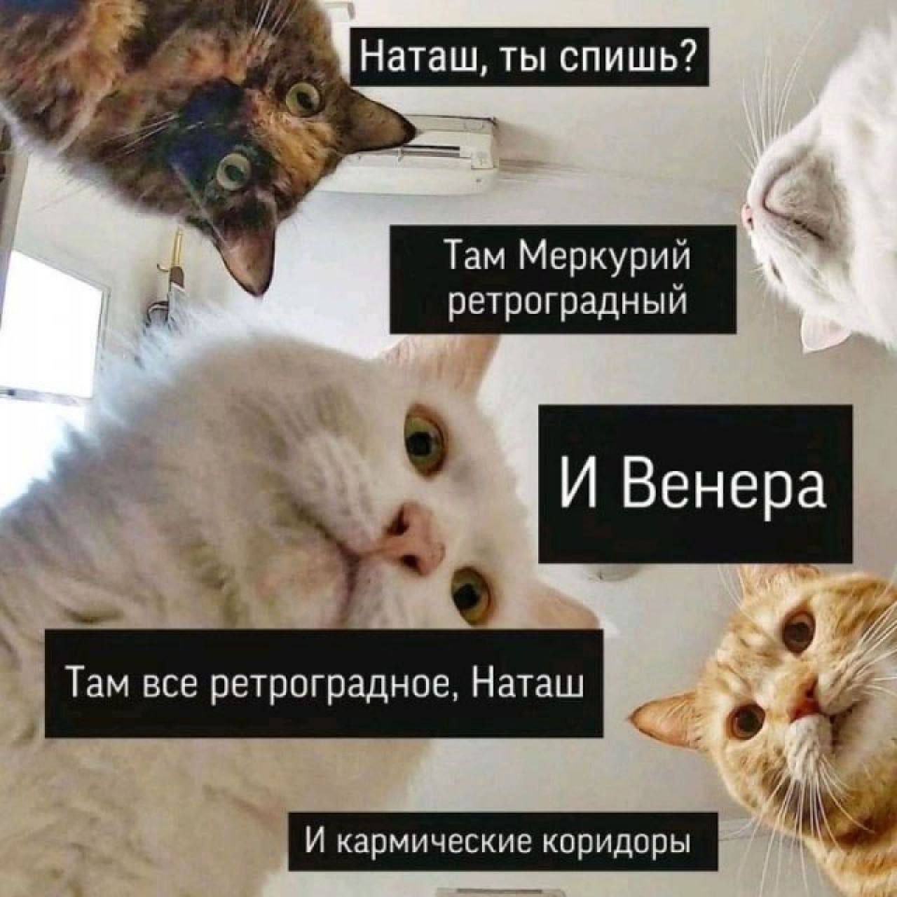 Наташ, ты спишь? Там Меркурий ретроградный и Венера. Там все ретроградное, Наташ, и кармические коридоры.