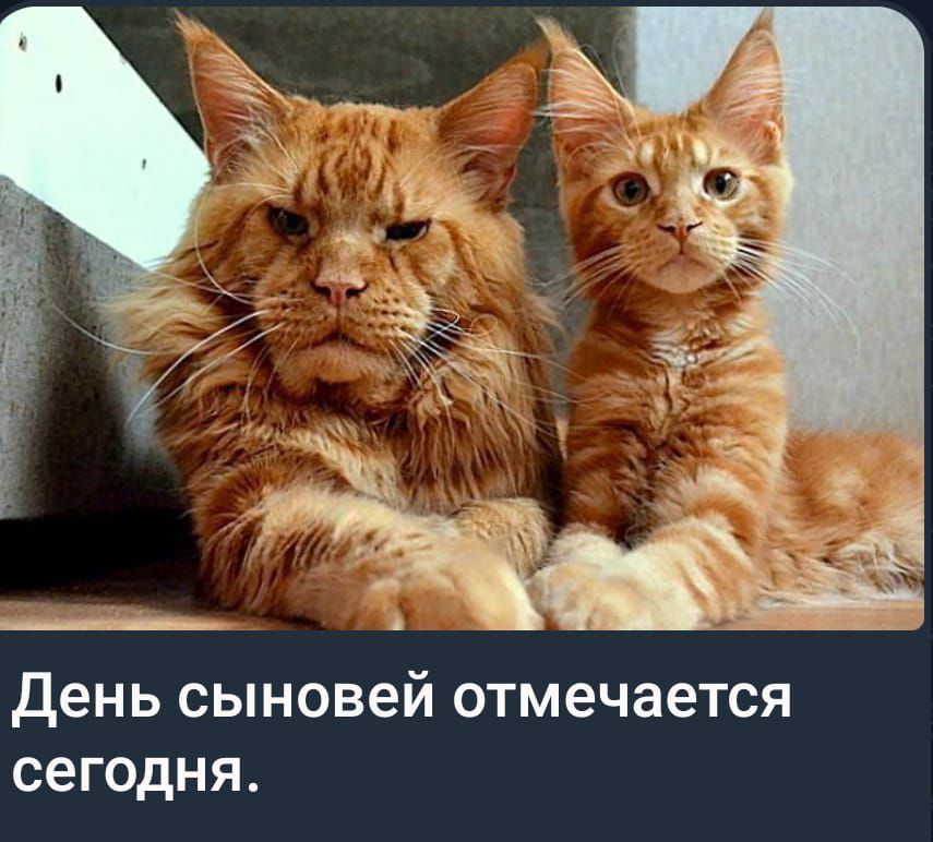 День сыновей отмечается сегодня.