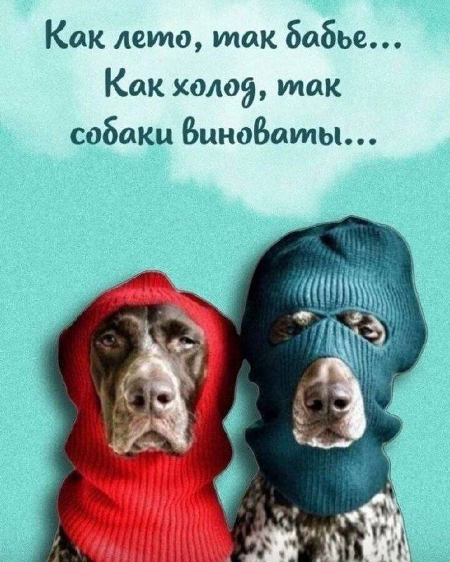 Как лето, так бабье... Как холод, так собаки виноваты...