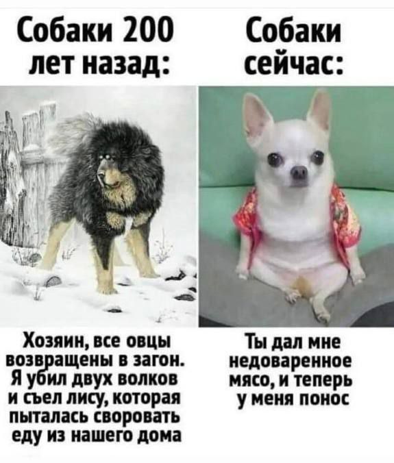 Собаки 200 лет назад:
Хозяин, все овцы возвращены в загон. Я убил двоих волков и съел лису, которая пыталась своровать еду из нашего дома

Собаки сейчас:
Ты дал мне недоваренное мясо, и теперь у меня понос