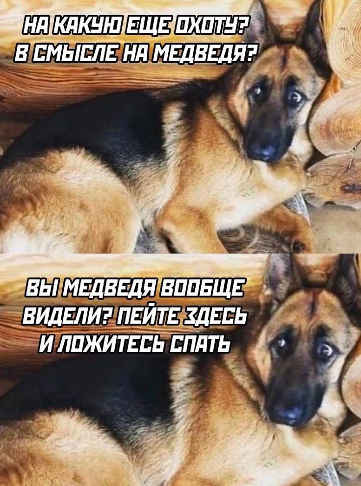 НА КАКУЮ ЕЩЕ ОХОТУ? В СМЫСЛЕ НА МЕДВЕДЯ?
ВЫ МЕДВЕДЯ ВООБЩЕ ВИДЕЛИ? ПЕЙТЕ ЗДЕСЬ И ЛОЖИТЕСЬ СПАТЬ