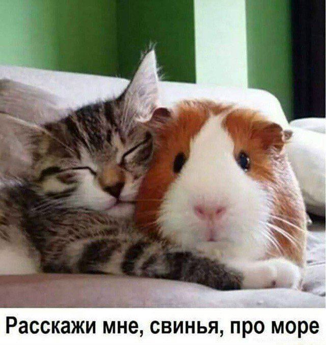 Расскажи мне, свинья, про море