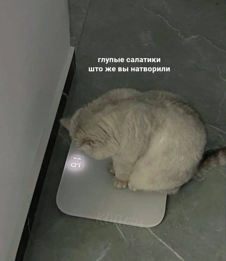 глупые салатники что же вы натворили