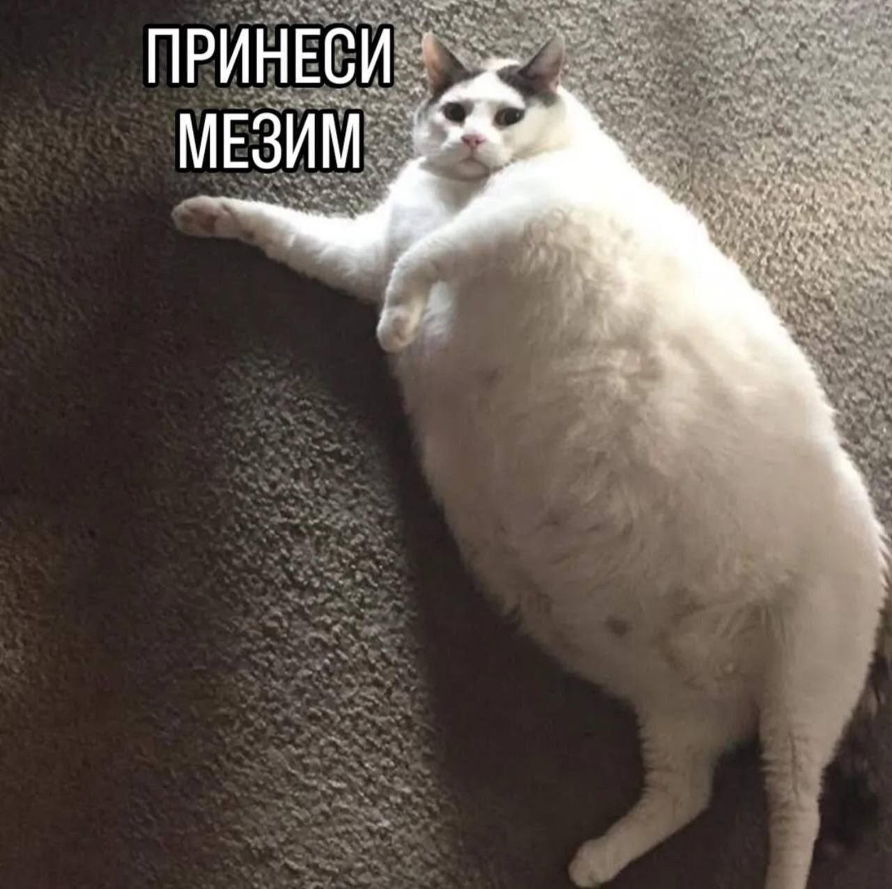 ПРИНЕСИ МЕЗИМ