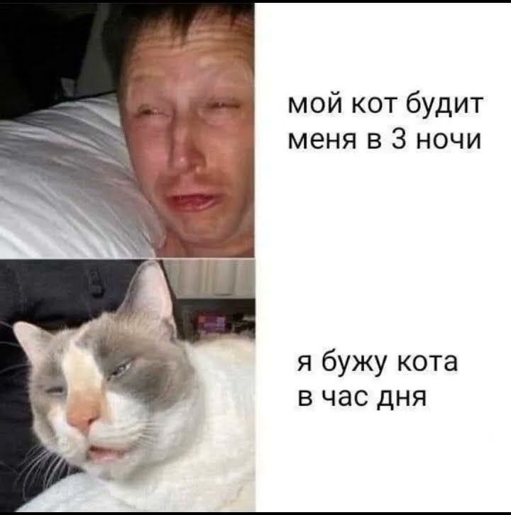 мой кот будит меня в 3 ночи
я буду кота в час дня