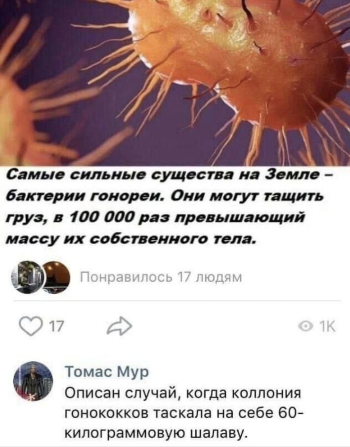 Самые сильные существа на Земле - бактерии горят. Они могут тащить груз, в 100 000 раз превышающий массу их собственного тела. Понравилось 17 людям. Томас Мур: Описан случай, когда колония гонокков таскала на себе 60-килограммовую шавалу.