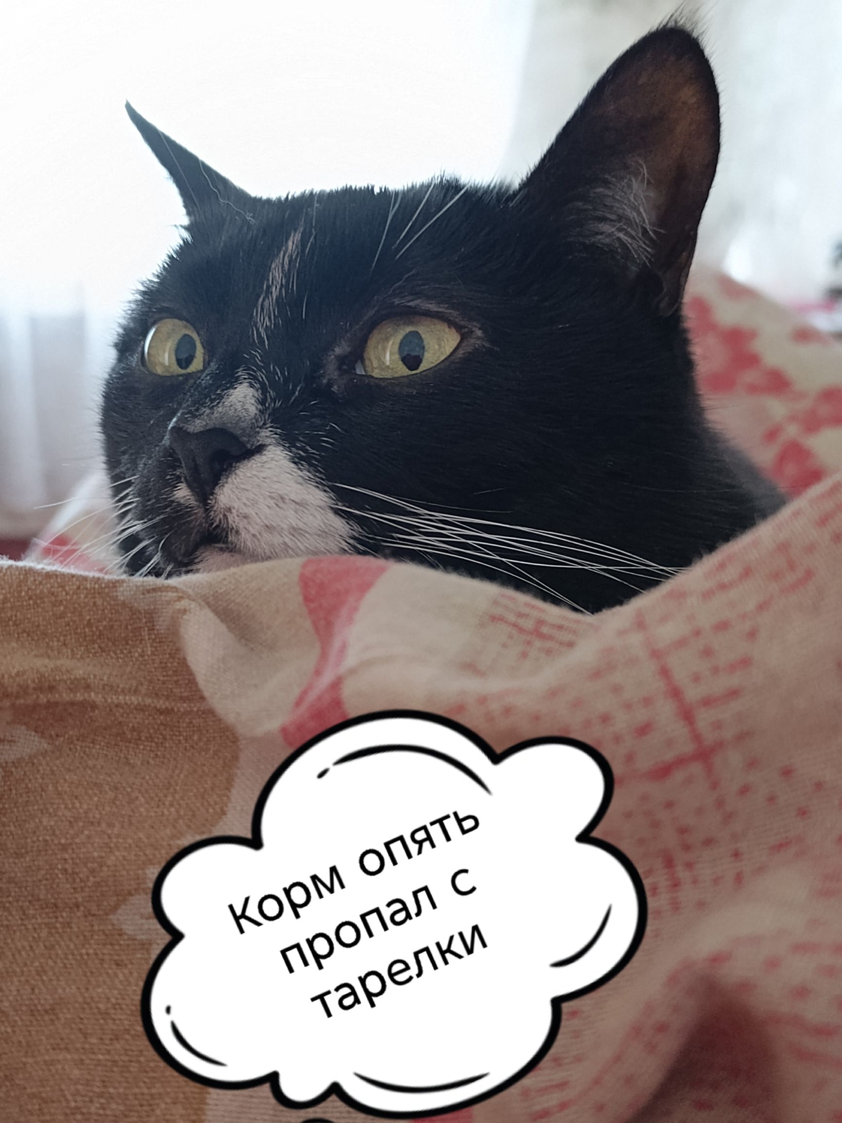 Корм опять пропал с тарелки