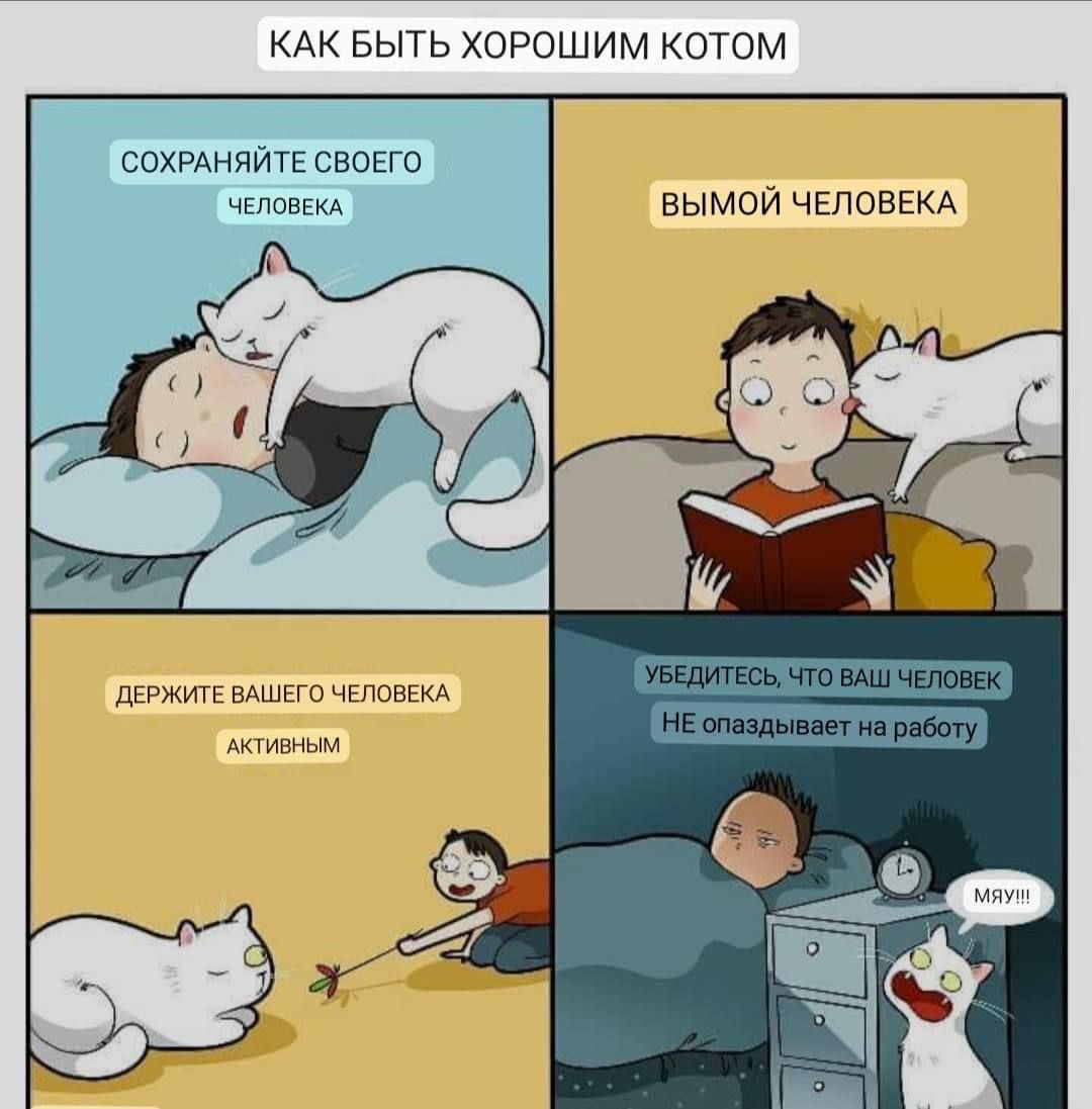 КАК БЫТЬ ХОРОШИМ КОТОМ
СОХРАНЯЙТЕ СВОЕГО ЧЕЛОВЕКА
ВЫМОЙ ЧЕЛОВЕКА
ДЕРЖИТЕ ВАШЕГО ЧЕЛОВЕКА АКТИВНЫМ
УБЕДИТЕСЬ, ЧТО ВАШ ЧЕЛОВЕК НЕ ОПАЗДЫВАЕТ НА РАБОТУ
