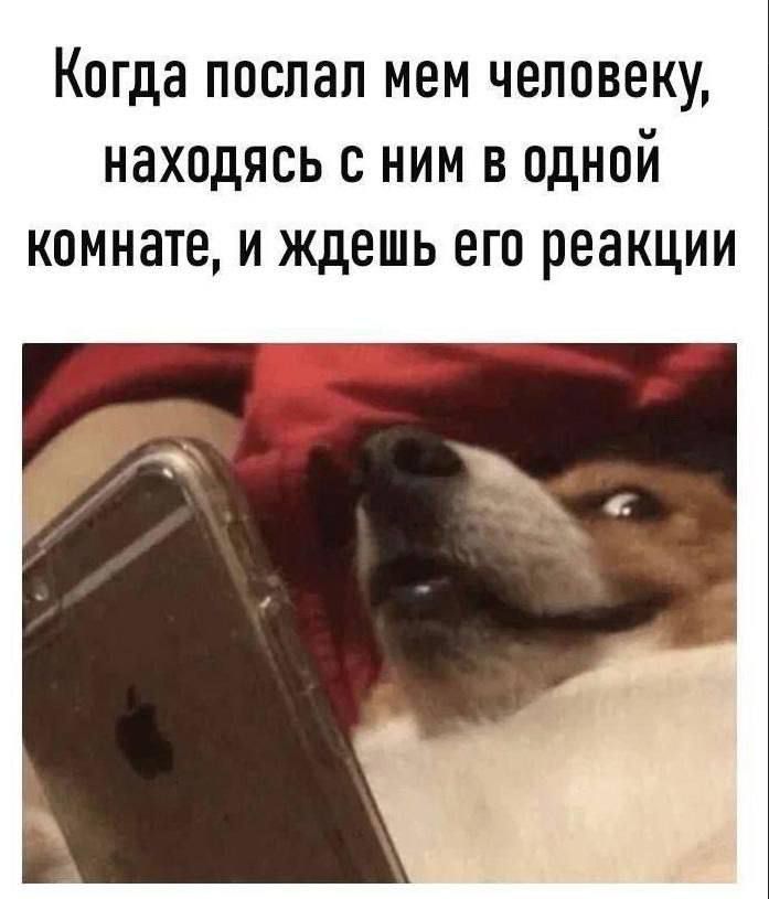 Когда послал мем человеку, находясь с ним в одной комнате, и ждешь его реакции