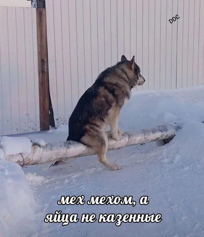 мех мехом, а яйца не казённые