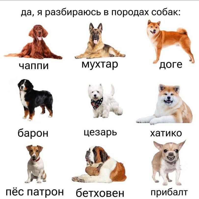 да, я разбираюсь в породах собак:
чаппи   мухтар   доге
барон   цезарь   хатико
пёс патрон   бетховен   прибалт