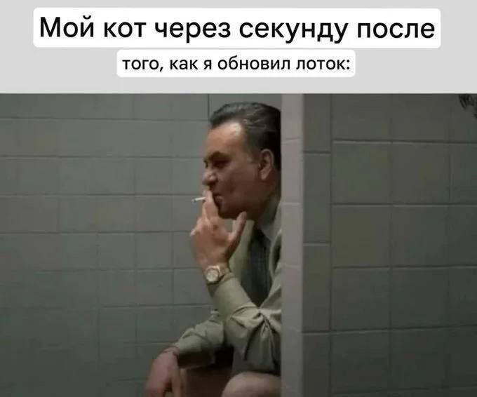 Мой кот через секунду после того, как я обновил лоток: