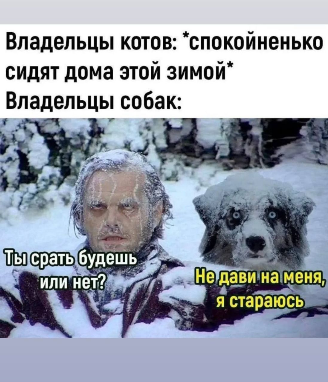 Владельцы котов: *спокойненько сидят дома этой зимой* Владельцы собак: Ты строшь будешь или нет? Не дави на меня, я стараюсь