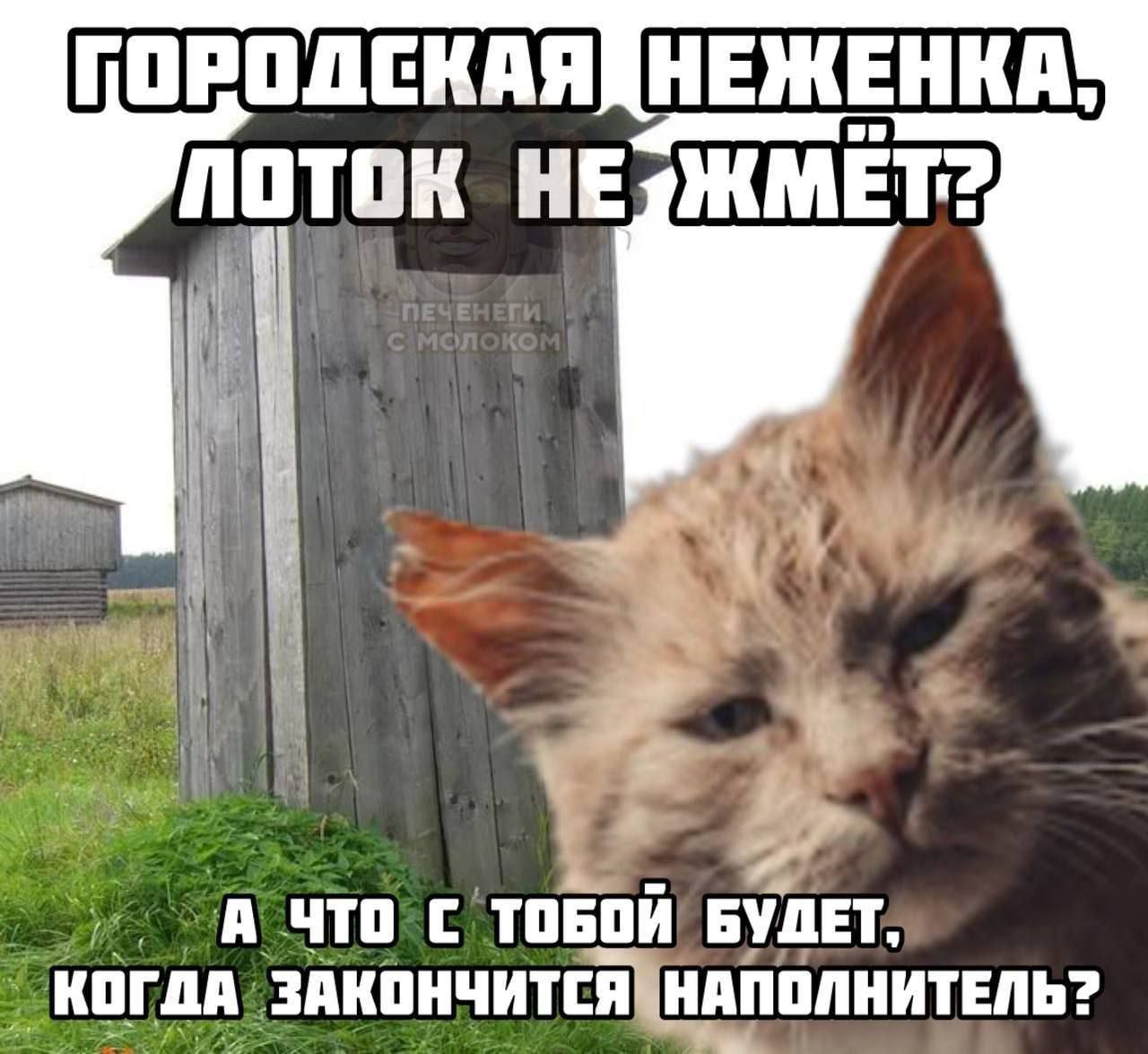 Городская неженка, лоток не жмёт? А что с тобой будет, когда закончится наполнитель?
