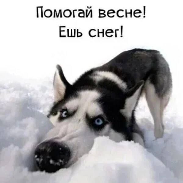 Помогай весне! Ешь снег!