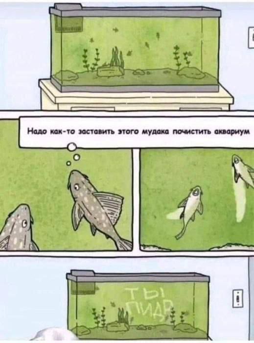 Надо как-то заставить этого мудака почистить аквариум