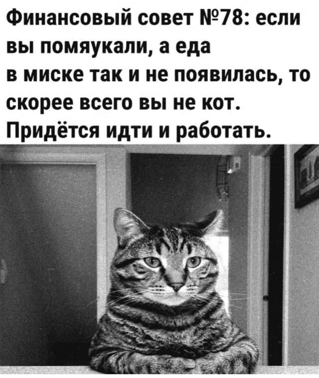 Финансовый совет №78: если вы помаяукали, а еда в миске так и не появилась, то скорее всего вы не кот. Придётся идти и работать.