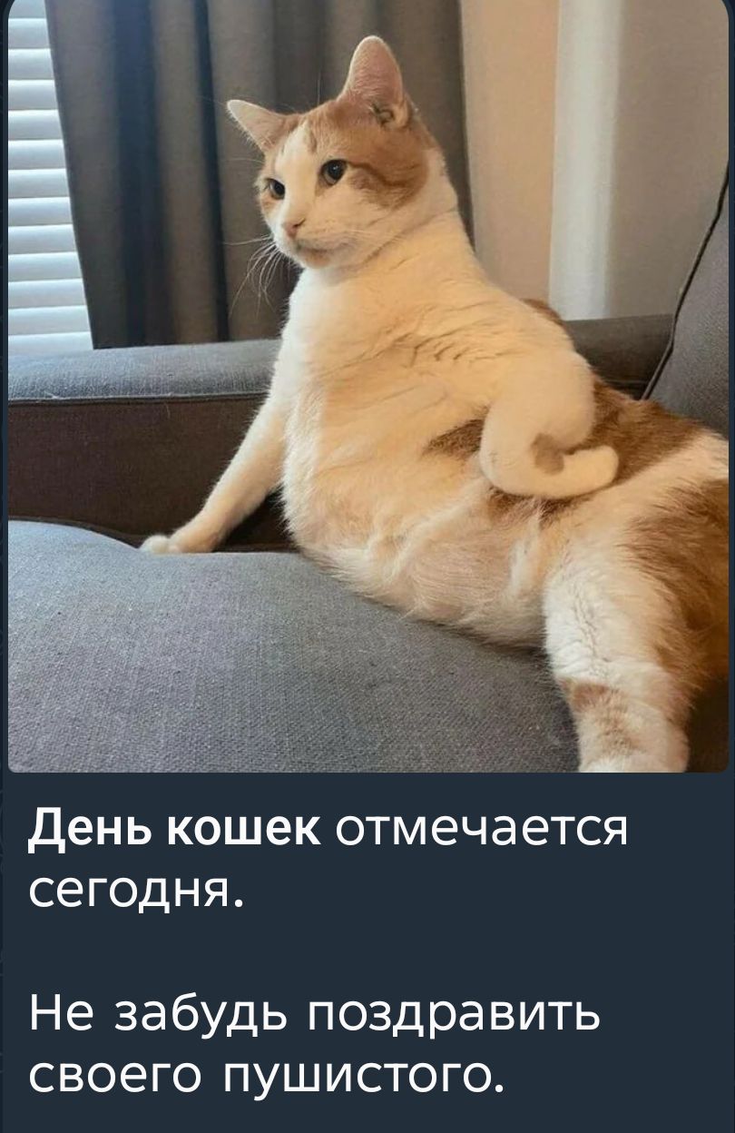 День кошек отмечается сегодня. Не забудь поздравить своего пушистого.